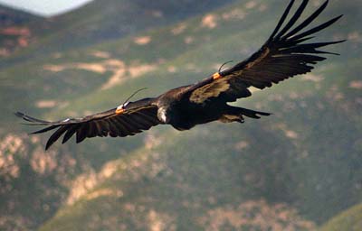 Rainy forecast leads to delay for scheduled condor release