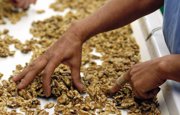 Going nuts: Walnut harvest in full swing