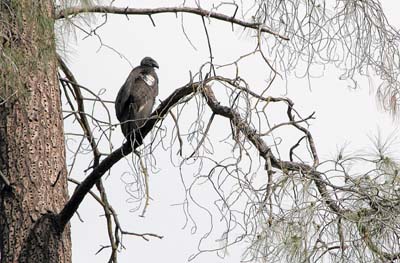 Condor eggs take an average of 57 days to hatch. Nestlings
remain flightless for another six months or so, according to the
statement.