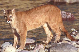 Gilroy on alert after cougar ushered from residential area