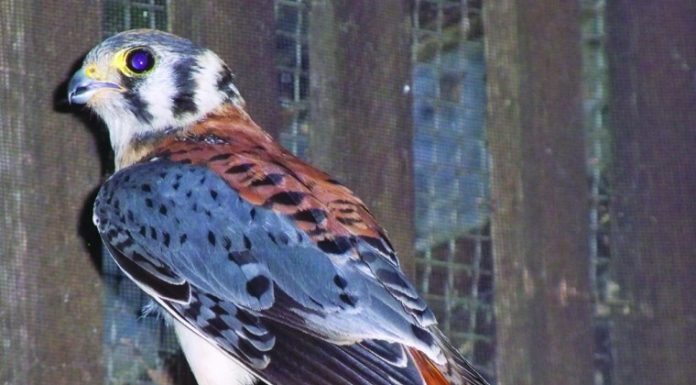 American kestrel takes flight