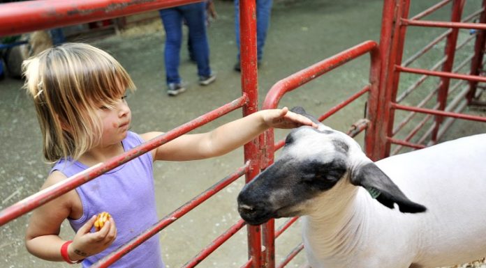 Stroke of family fun at the county fair