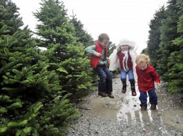 All aboard: Find out details on local Christmas tree lots