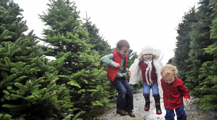 All aboard: Find out details on local Christmas tree lots