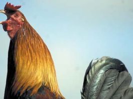 Fighting roosters to be euthanized if not claimed Tuesday