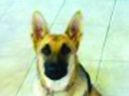 Owners believe local family has girl’s missing ‘comfort’ dog