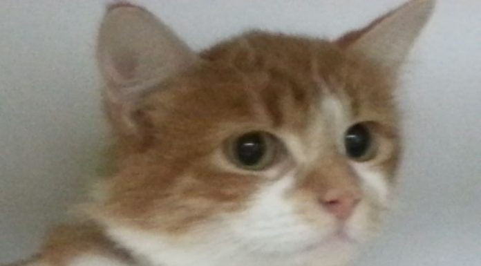 Shelter offering cats for $10 this month