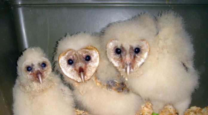 How to protect wild babies