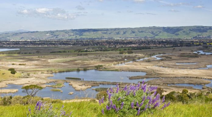 Getting Out: Coyote Hills worth the trip