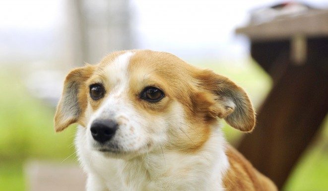 Rabies clinics set for May to August