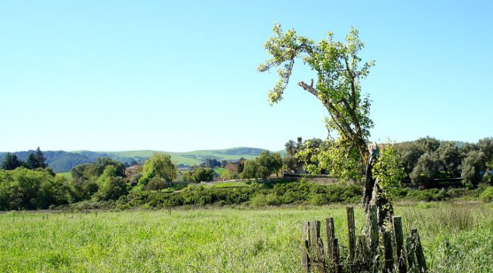 Timeworn pear tree grows again in San Juan