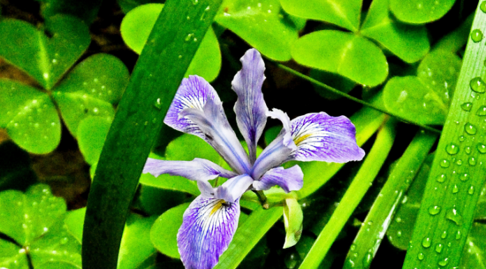 Getting out: Purisima Creek offers slice of spring during summer