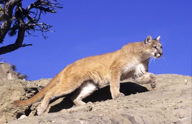 Updated Mountain Lion Gone After Park Sighting SanBenito Com   8d18ed88785eddfebe03b78eca9c9586 649x420 