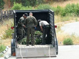 10,000 pot plants seized in park north of 152