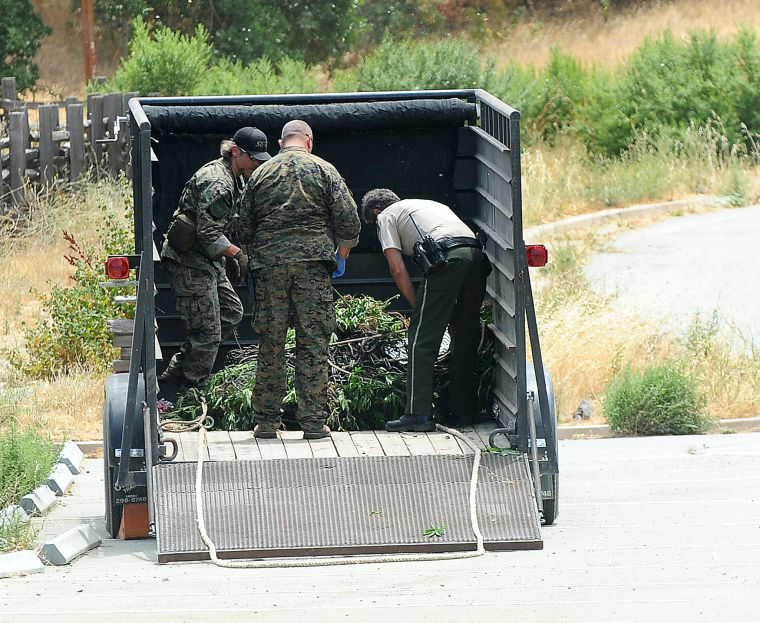 10,000 pot plants seized in park north of 152