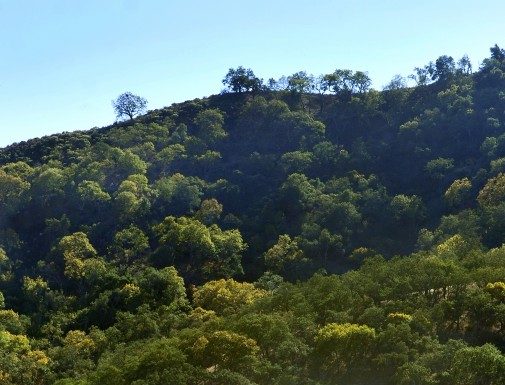 Frys.com will land back in region by 2015