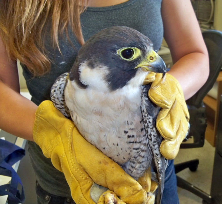 The Peregrine Falcon: At Home in Cabrillo National Park