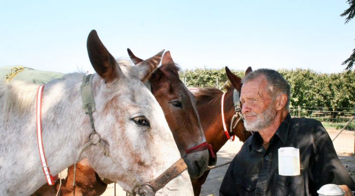 Walking man with mules must explain travels in court