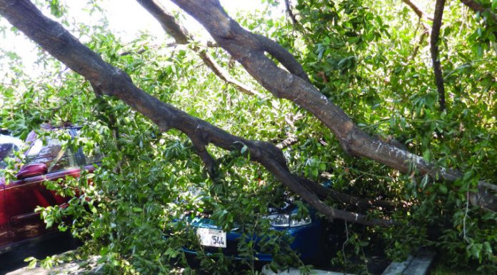 Large tree limb crashes onto parked car in Nob Hill lot