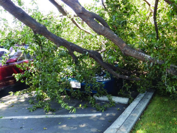 Large Tree Limb Crashes Onto Parked Car In Nob Hill Lot