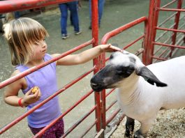 90th San Benito County Fair set for the weekend
