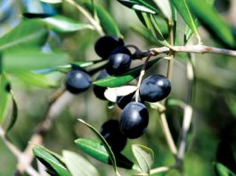 Inaugural San Benito Olive Festival brings local flavors to weekend