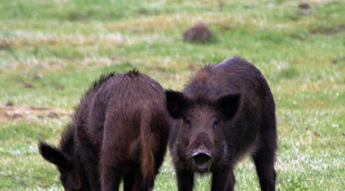Wild pigs causing problems around the area