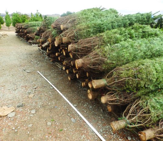 Briefs: Boy Scouts offer Christmas tree pickup