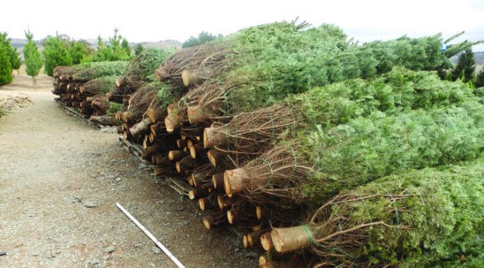 Briefs: Boy Scouts offer Christmas tree pickup