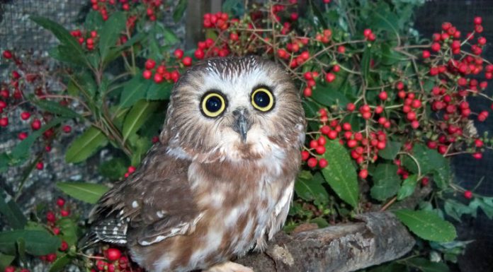 WERC’s new animal ambassador needs a name