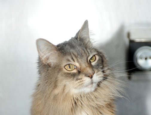 Muffins needs a family