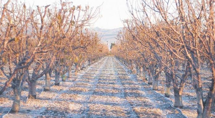 Freeze watch issued for San Benito County