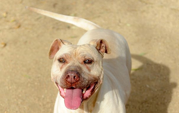 Give Ginger a family to love