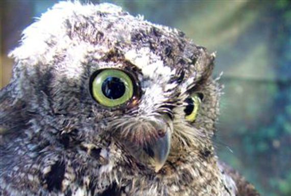 Saving our wildlife from human harm