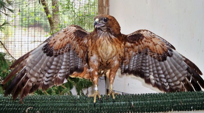 Banding important for birds