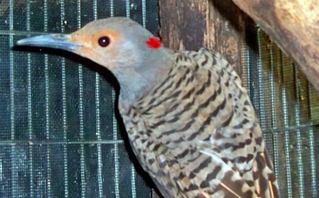 A flicker’s lucky day