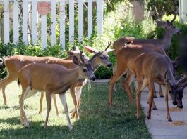 Wildlife comes close