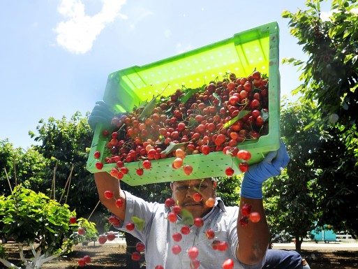 Updated: County agriculture values grew by 11 percent in 2013