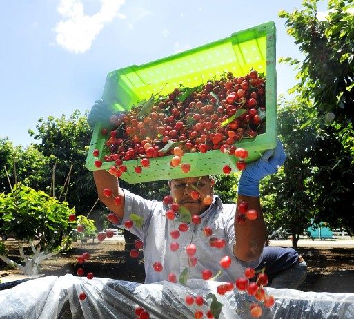 Updated: County agriculture values grew by 11 percent in 2013