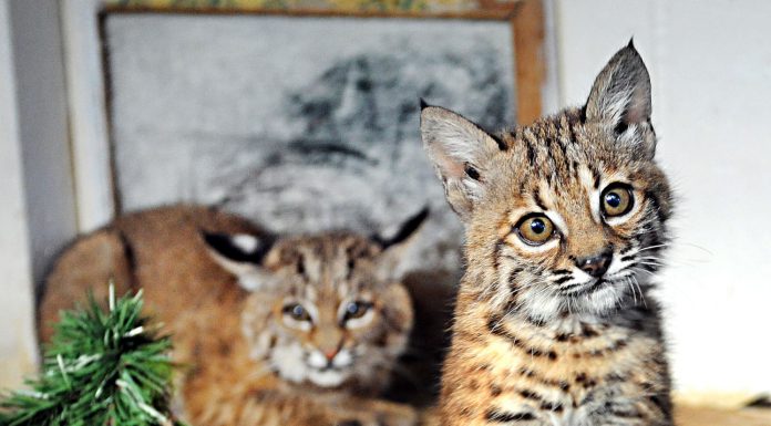 Rehab for baby bobcats