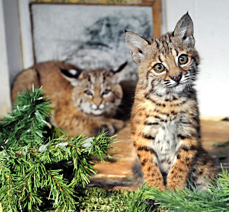 Rehab for baby bobcats