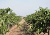 San Benito County residents asked to report Costco grapevine purchases