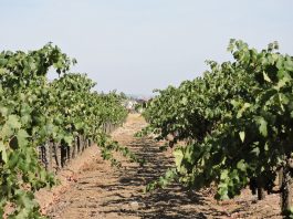 San Benito County residents asked to report Costco grapevine purchases