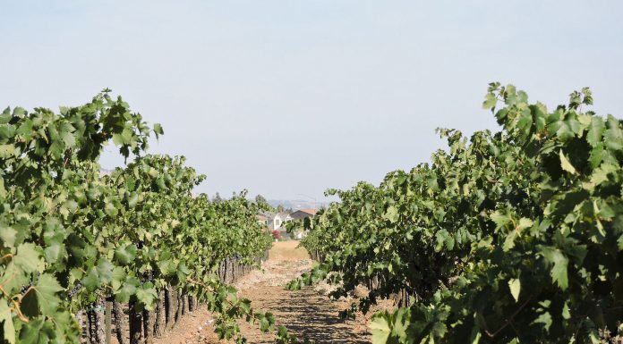 San Benito County residents asked to report Costco grapevine purchases