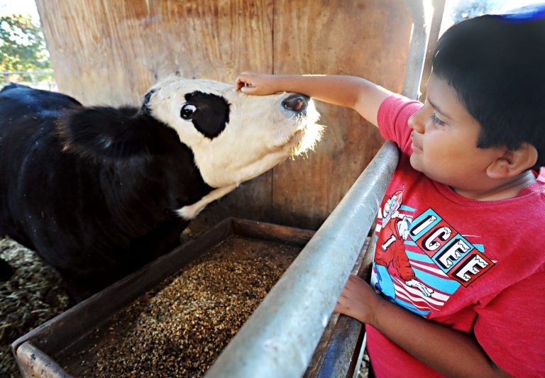 Trio of siblings steers way to San Benito County Fair