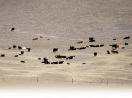 Letter: Cattlemen respond to claim about advertisement