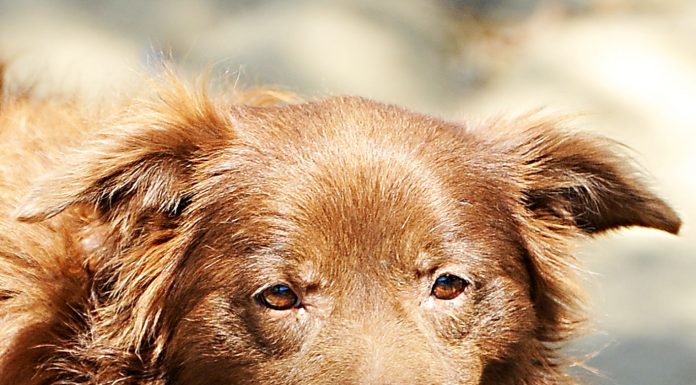 Pet of the Week: Reddog