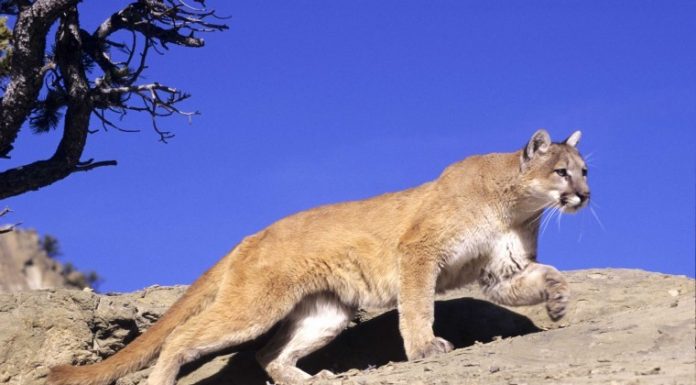 Authorities report ‘large cat’ sighting was suspected mountain lion