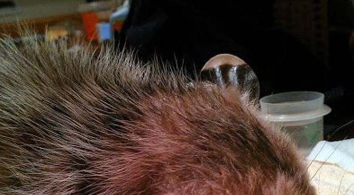 A tale of three unfortunate opossums