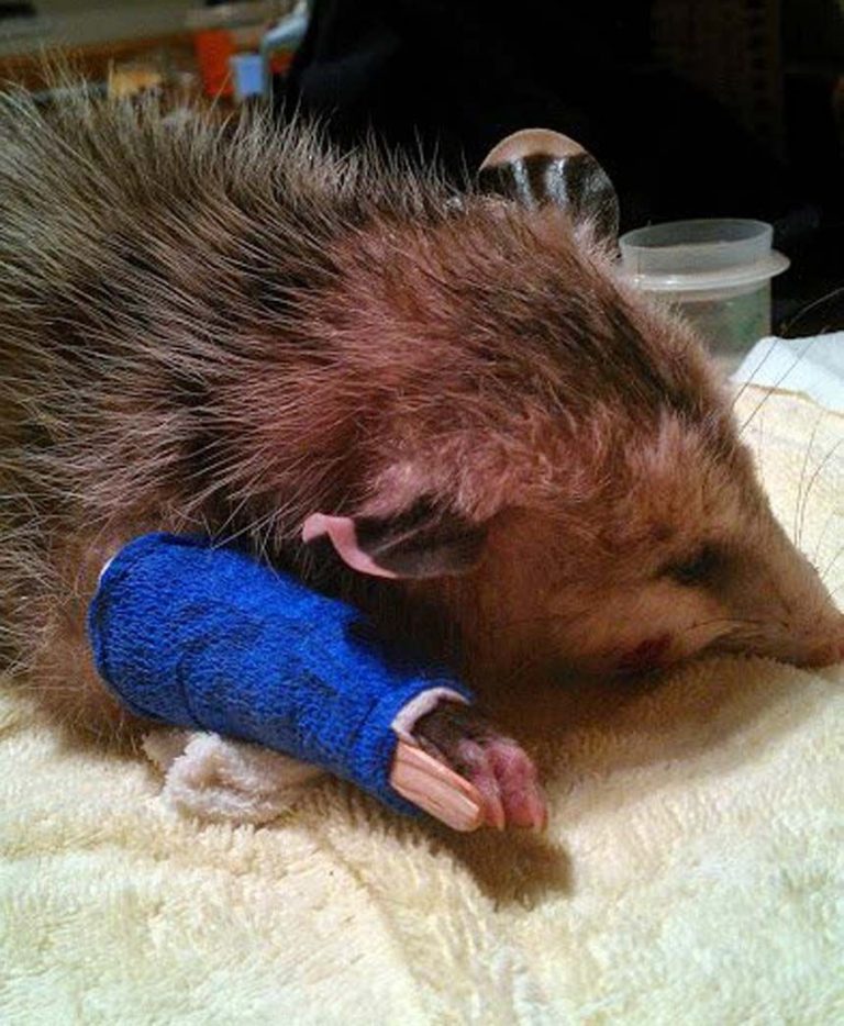 A tale of three unfortunate opossums